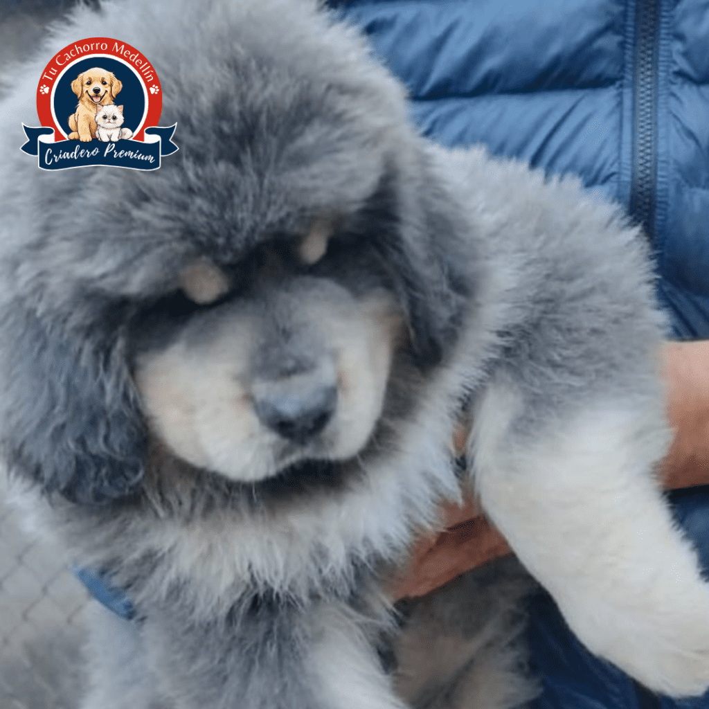 Cachorro Mastín Tibetano en venta en Tu Cachorro Medellín Perro Mastín Tibetano adulto con melena león en Tu Cachorro Medellín