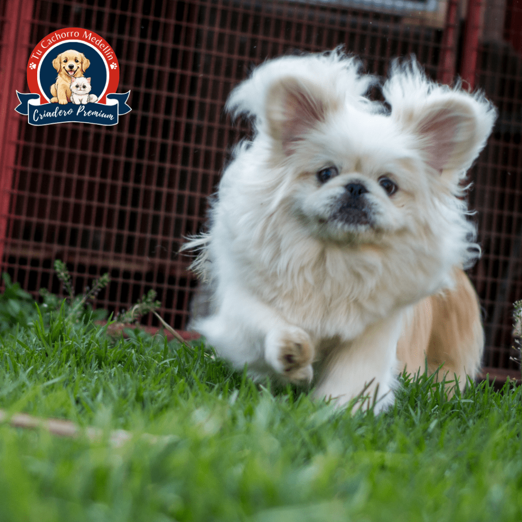 Cachorro de Pekinés blanco disponible en Tu Cachorro Medellín Pekinés blanco cachorro en venta en Tu Cachorro Medellín