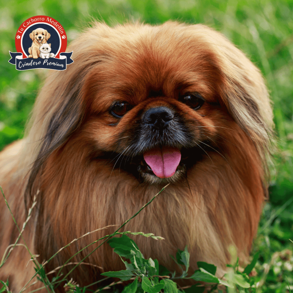 Descubre los diferentes tipos de Pekinés en Tu Cachorro Medellín Perro Pekinés adulto con expresión tierna y pelaje brillante