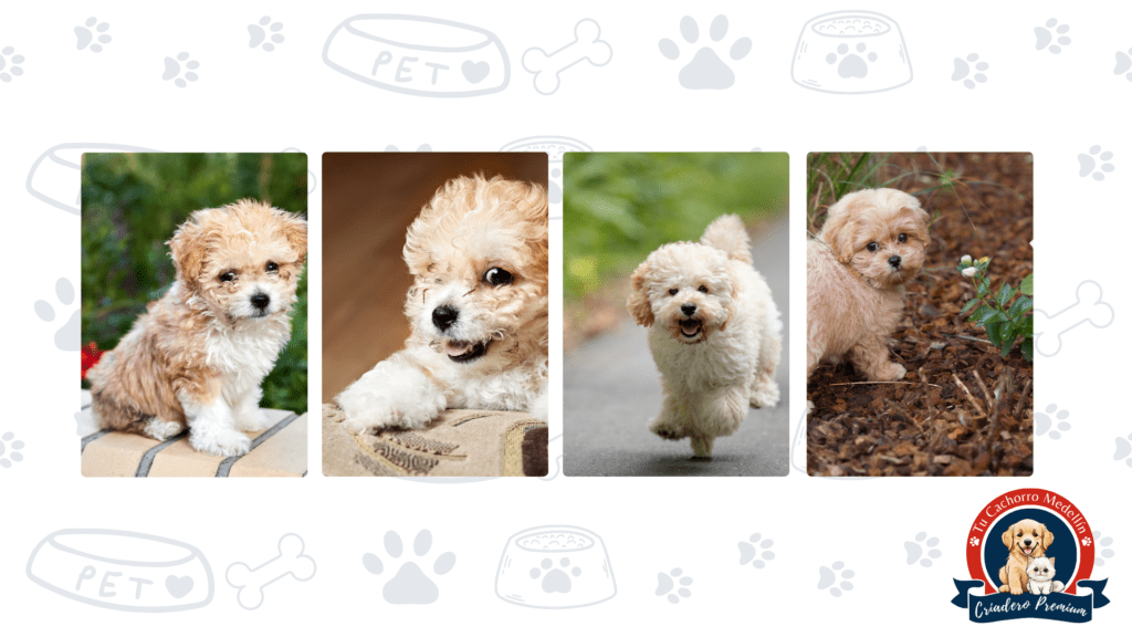 Perro Maltipoo ideal para apartamentos y familias con niños Perro Maltipoo mini con pelaje ondulado y mirada tierna