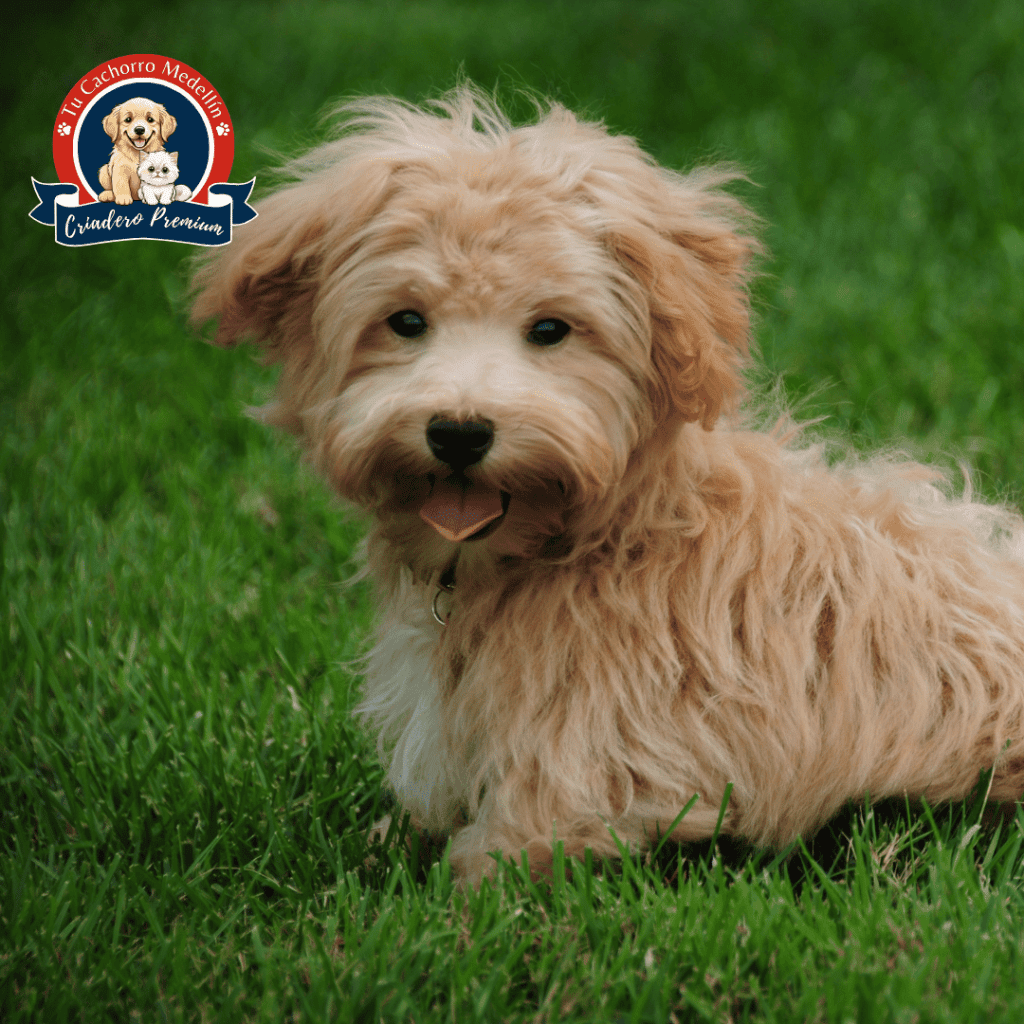 erros raza Maltipoo cariñosos, hipoalergénicos y fáciles de entrenar perro raza Maltipoo jugando en jardín
