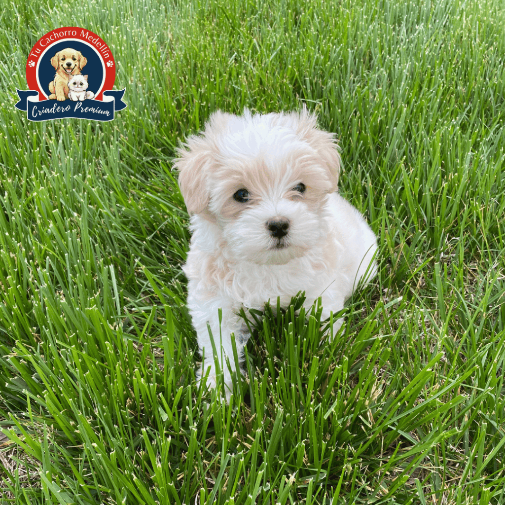 Cachorros Maltipoo disponibles con garantía de salud en Tu Cachorro Medellín Cachorro Maltipoo blanco en venta en Tu Cachorro Medellín