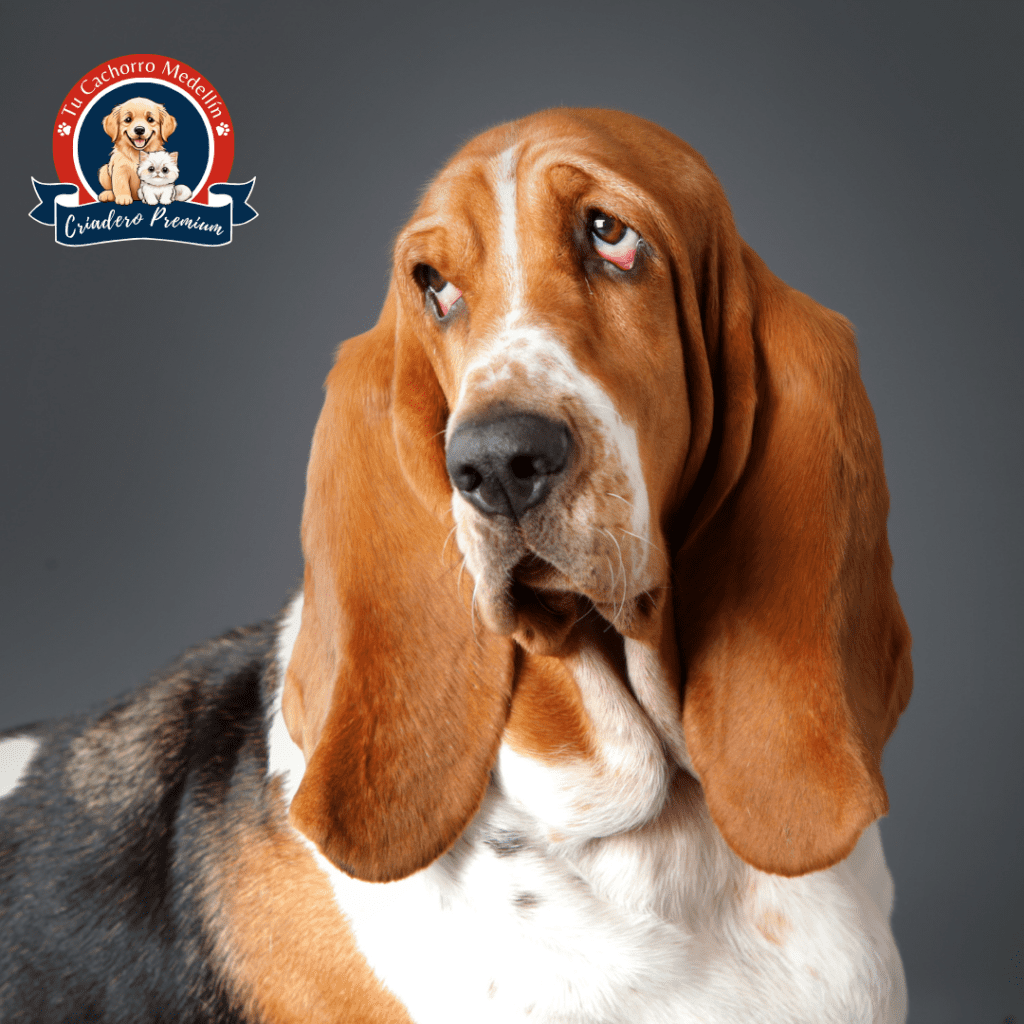 Sabueso Fino Colombiano cachorro en Tu Cachorro Medellín Colores del Sabueso Fino Colombiano disponibles en nuestro criadero Tu Cachorro Medellín