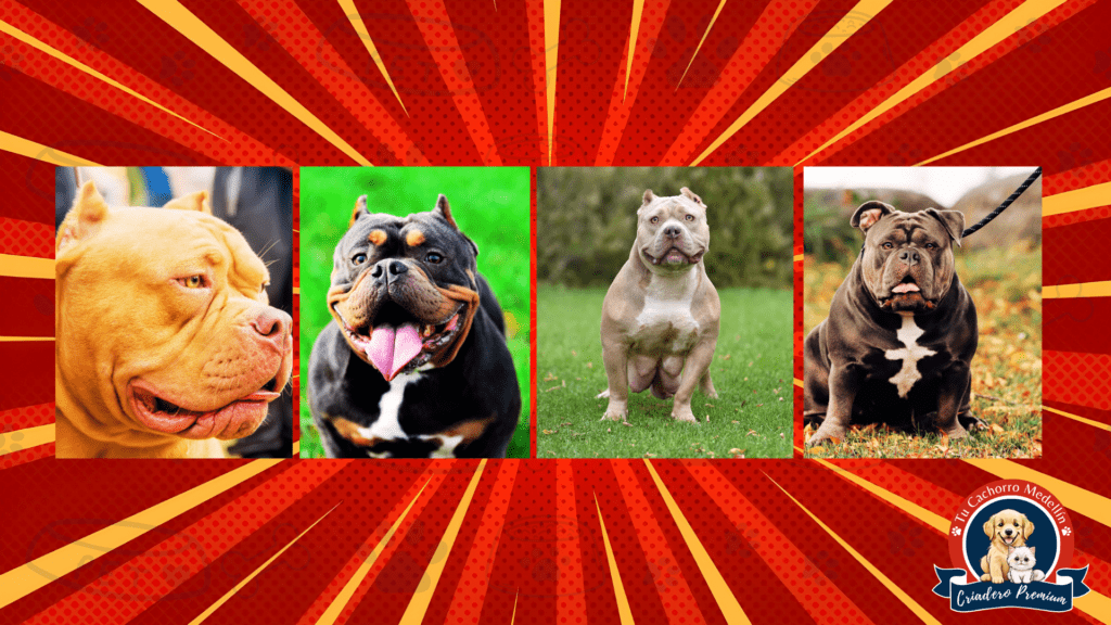 🐶 Perros Bully: guía completa y preguntas frecuentes (2025) Criadero Tu Cachorro Medellin