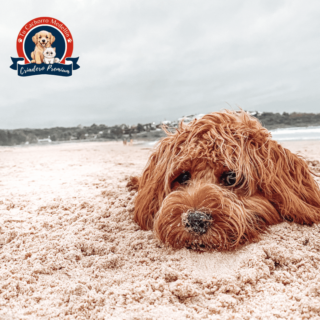 Tu Cachorro Medellin criadero en Santa Marta 
