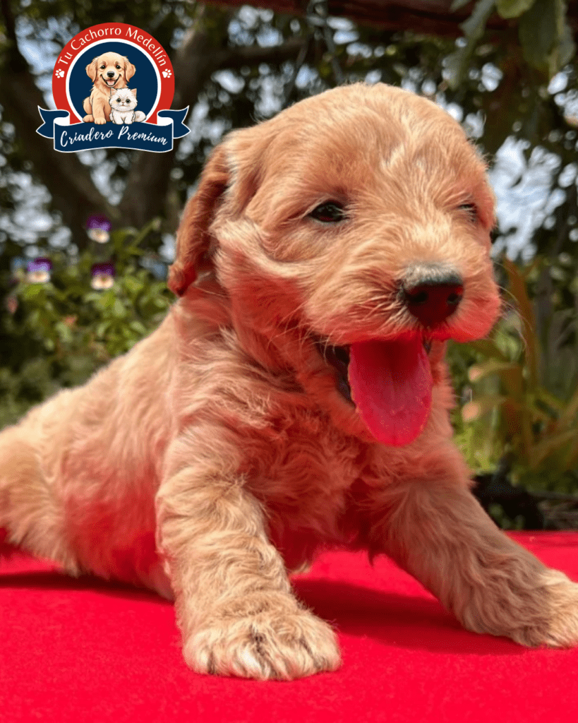 Goldendoodle Dorado Criadero Tu Cachorro Medellín Goldendoodle Dorado Feliz en el Criadero Tu Cachorro Medellín