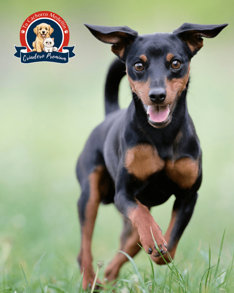 doberman miniatura corriendo feliz ciradero Tu Cachorro Medellín