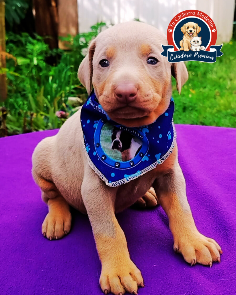 doberman isabelino Criadero tu cachorro medellin