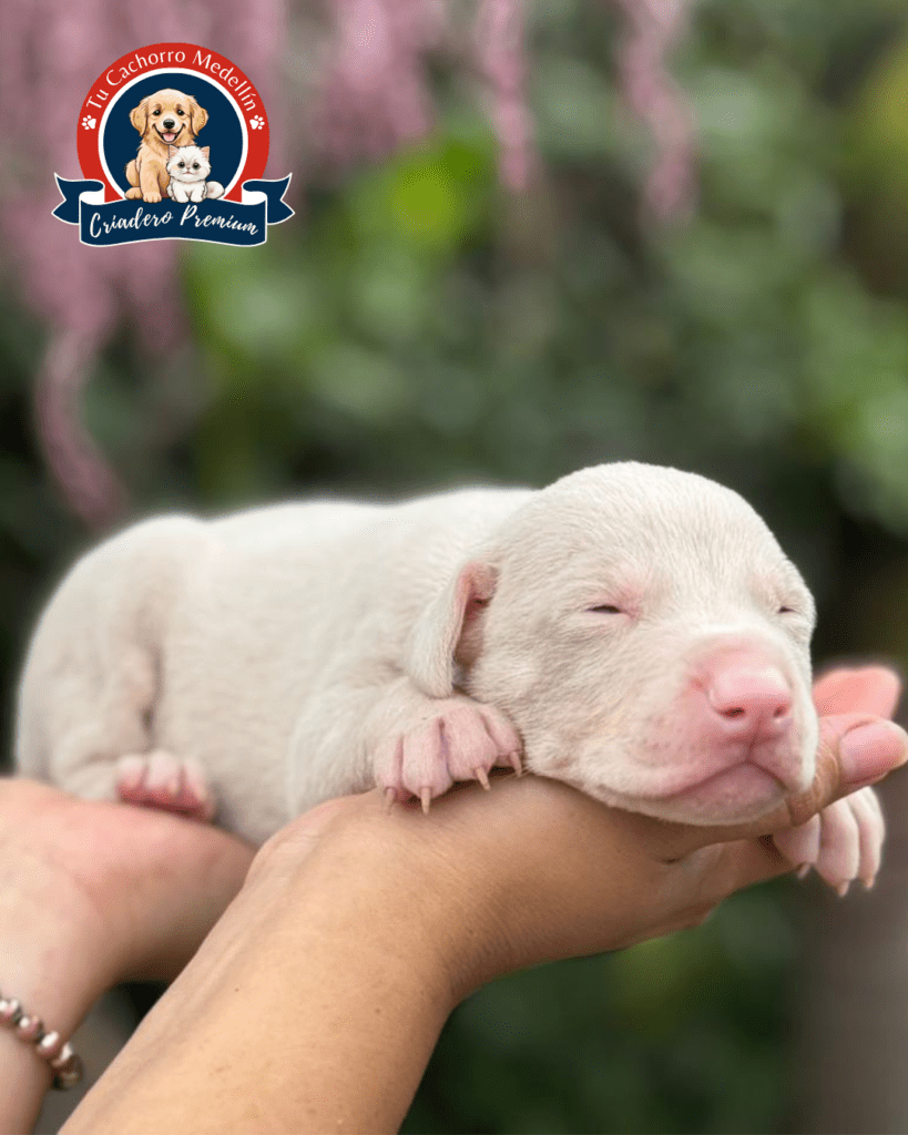 Doberman albino de color blanco junto a doberman pinscher estándar, comparación de pelaje y rasgos
