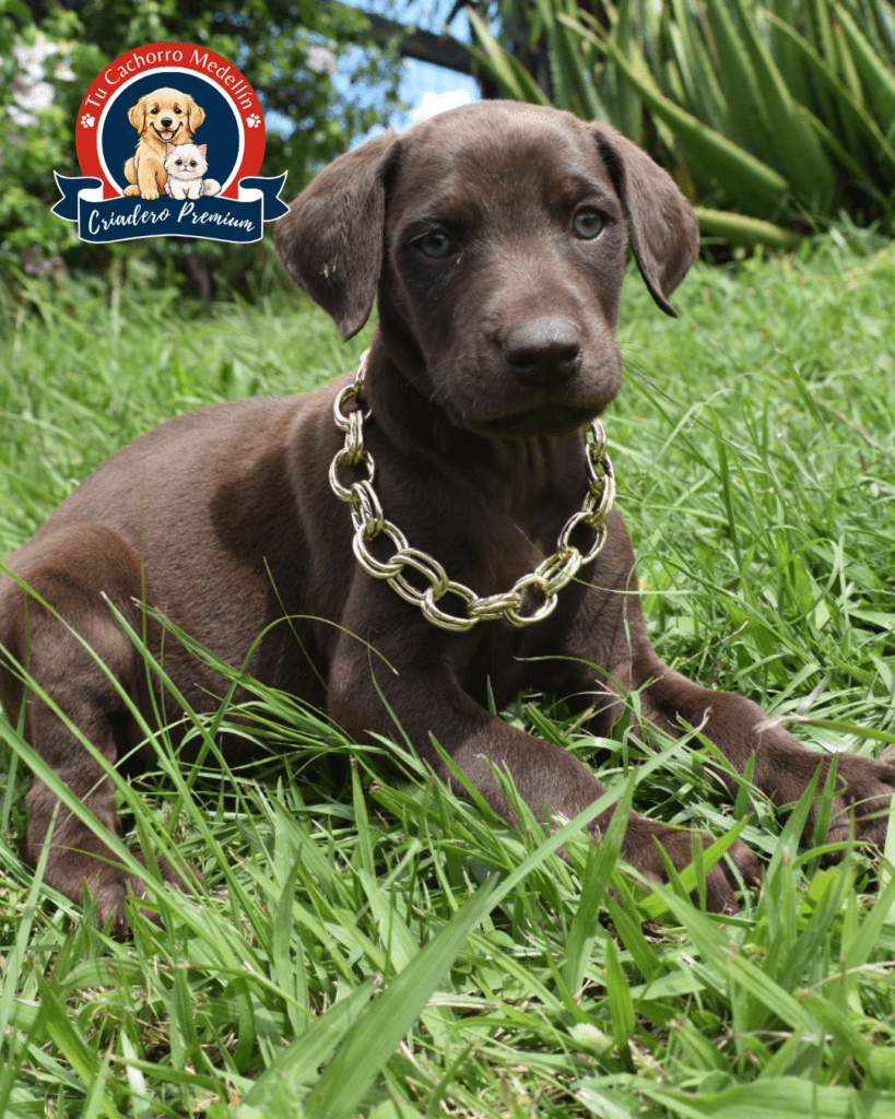 Doberman café cachorro en exterior, mostrando tono café claro y marcas fuego