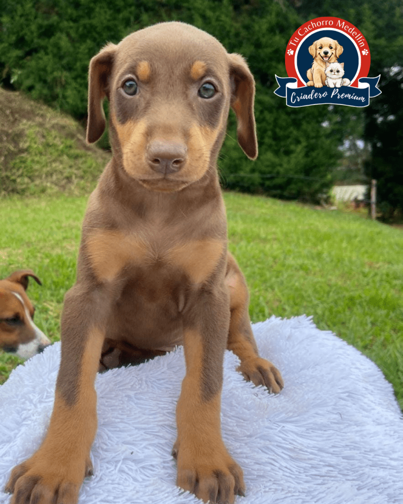 Doberman isabelino cachorro con pelaje color isabella en exterior