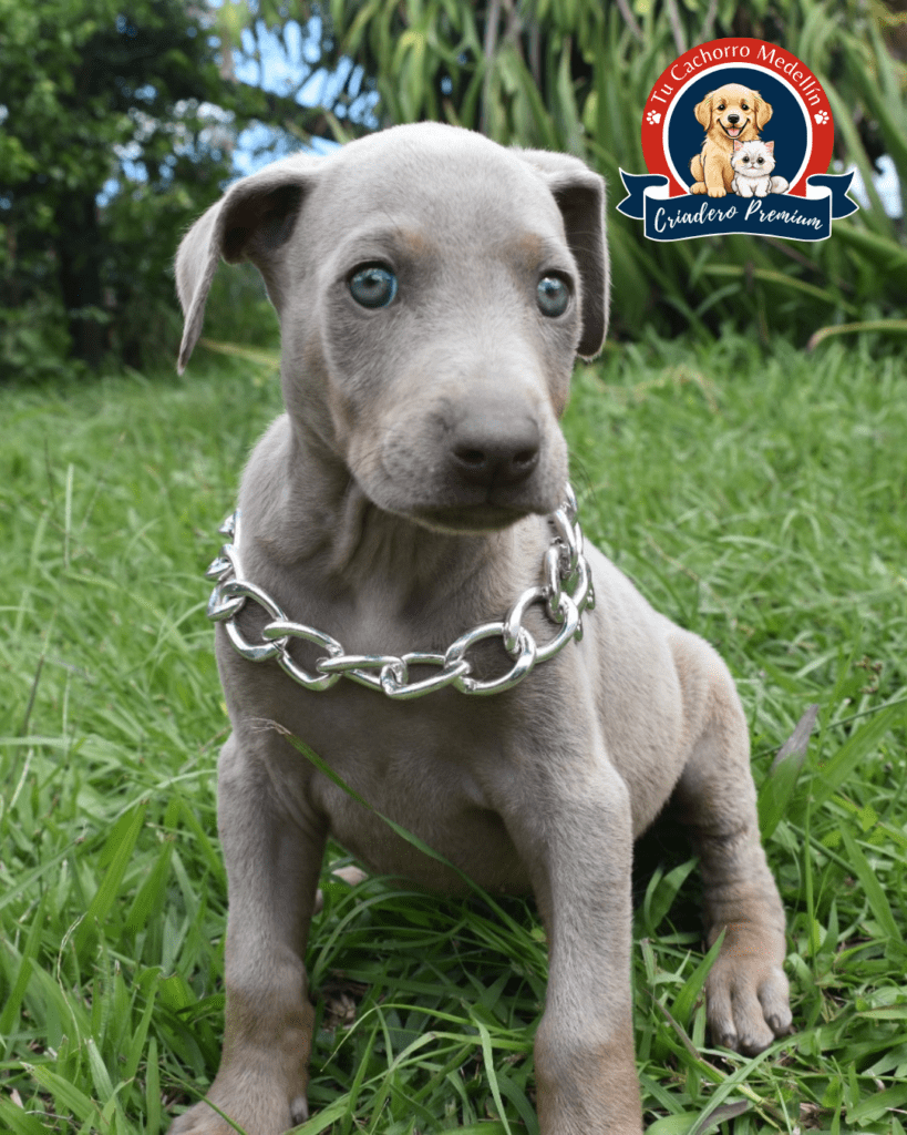 doberman gris cachorro jugando en el pasto, pelaje gris azulado