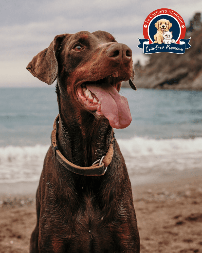 DOBERMAN VS AMERICANO (8)