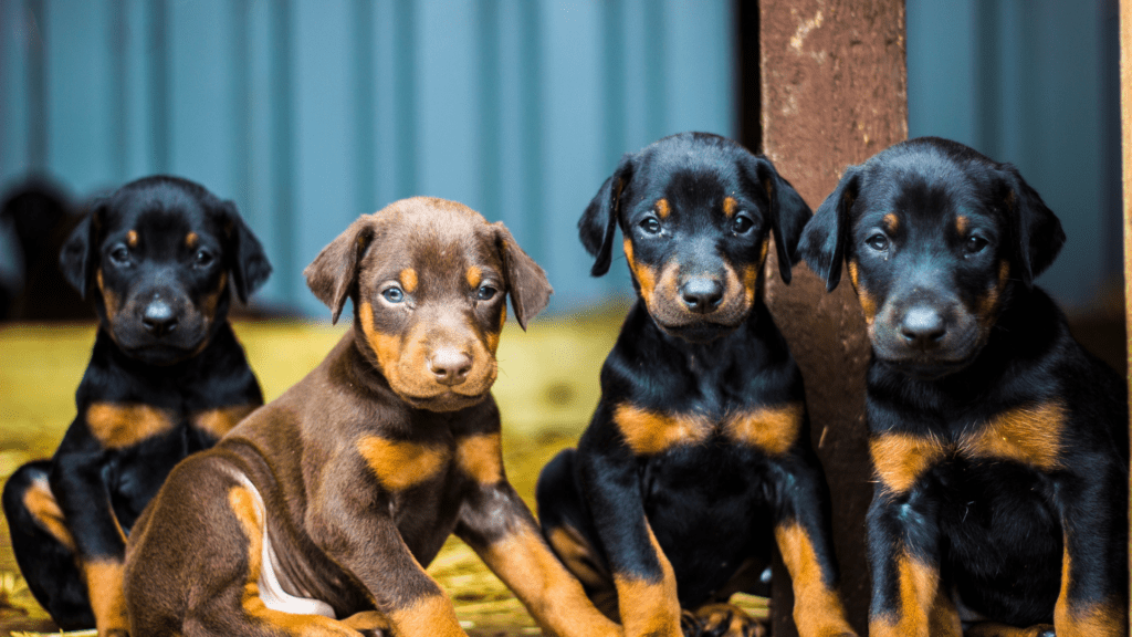 Criadero de Doberman Colombia Criadero de Doberman amor garantizadoTu Cachorro Medellin