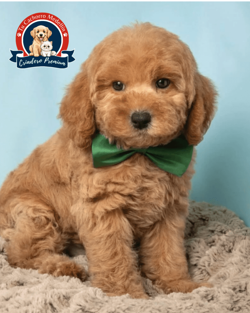 Labradoodle cachorro labradoodle cachorro en colombia feliz criadero Tu Cachorro Medellin