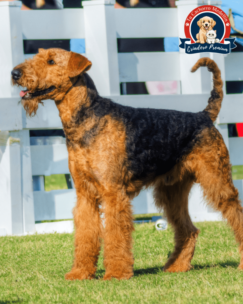 airedale terrier feliz en el parque 