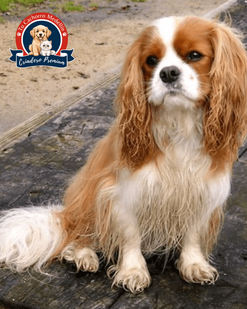 cavalier king charles spaniel  criadero Tu Cachorro Medellin