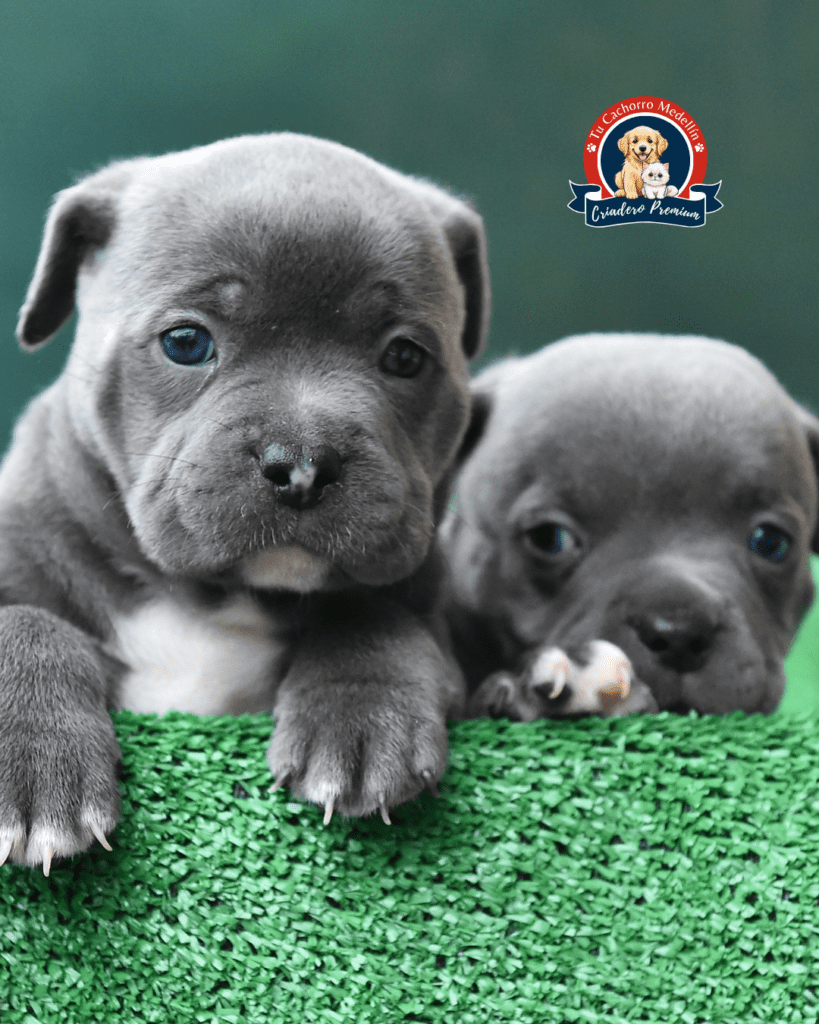 american bully en jardin con su familia