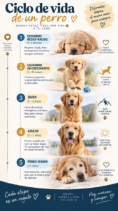 Ciclo de vida de un perro: de cachorro a senior con sus 4 etapas de desarrollo