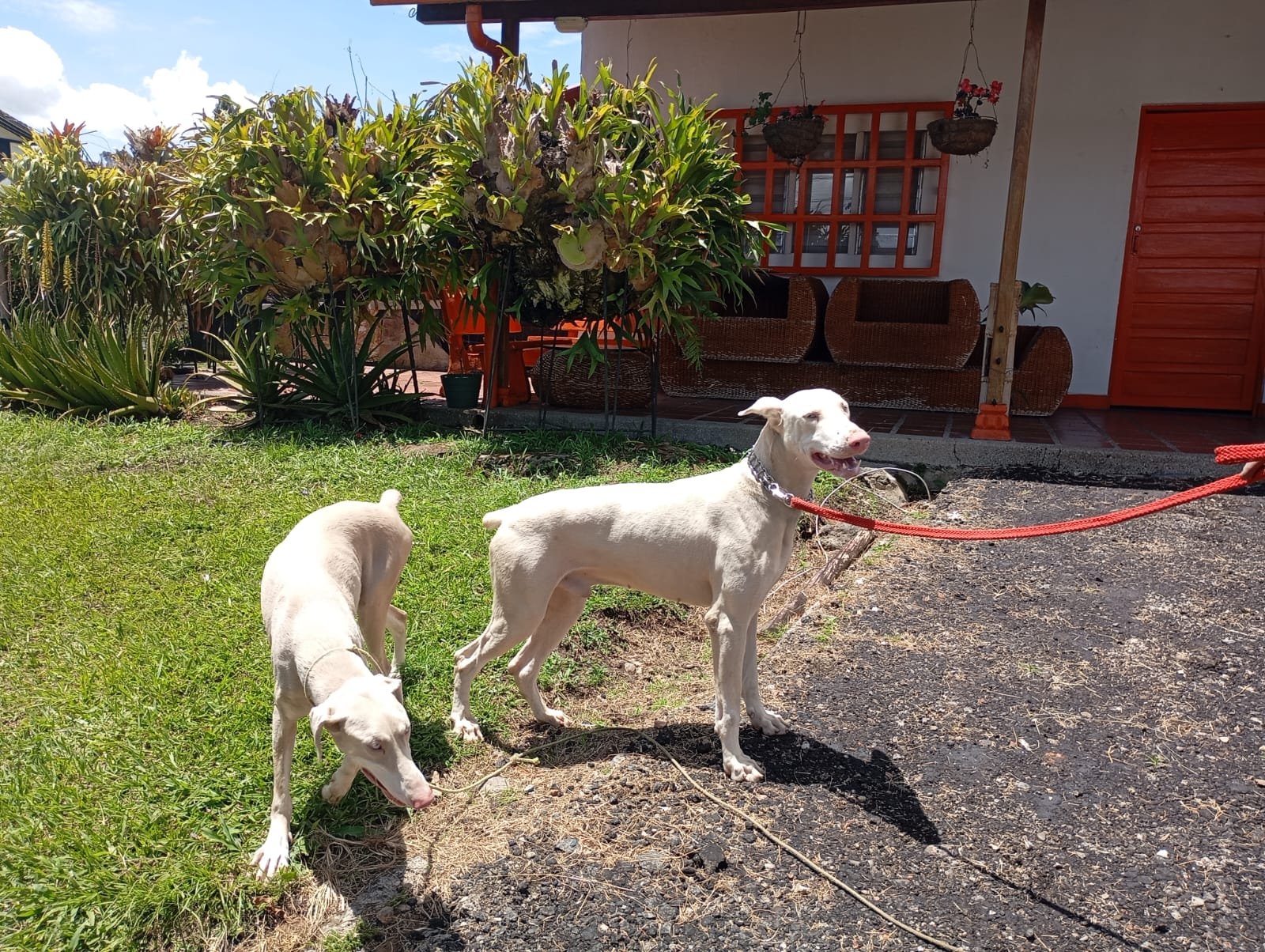 Pareja Dobermans albinos Atlas y Luna padres Camada B Tu Cachorro Medellín