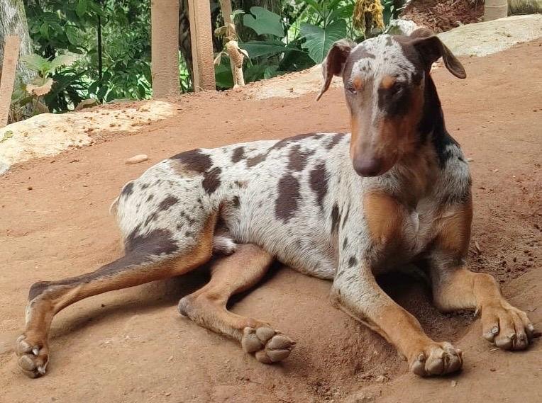 Draco padre Doberman Isabella Merle camada A Tu Cachorro Medellín