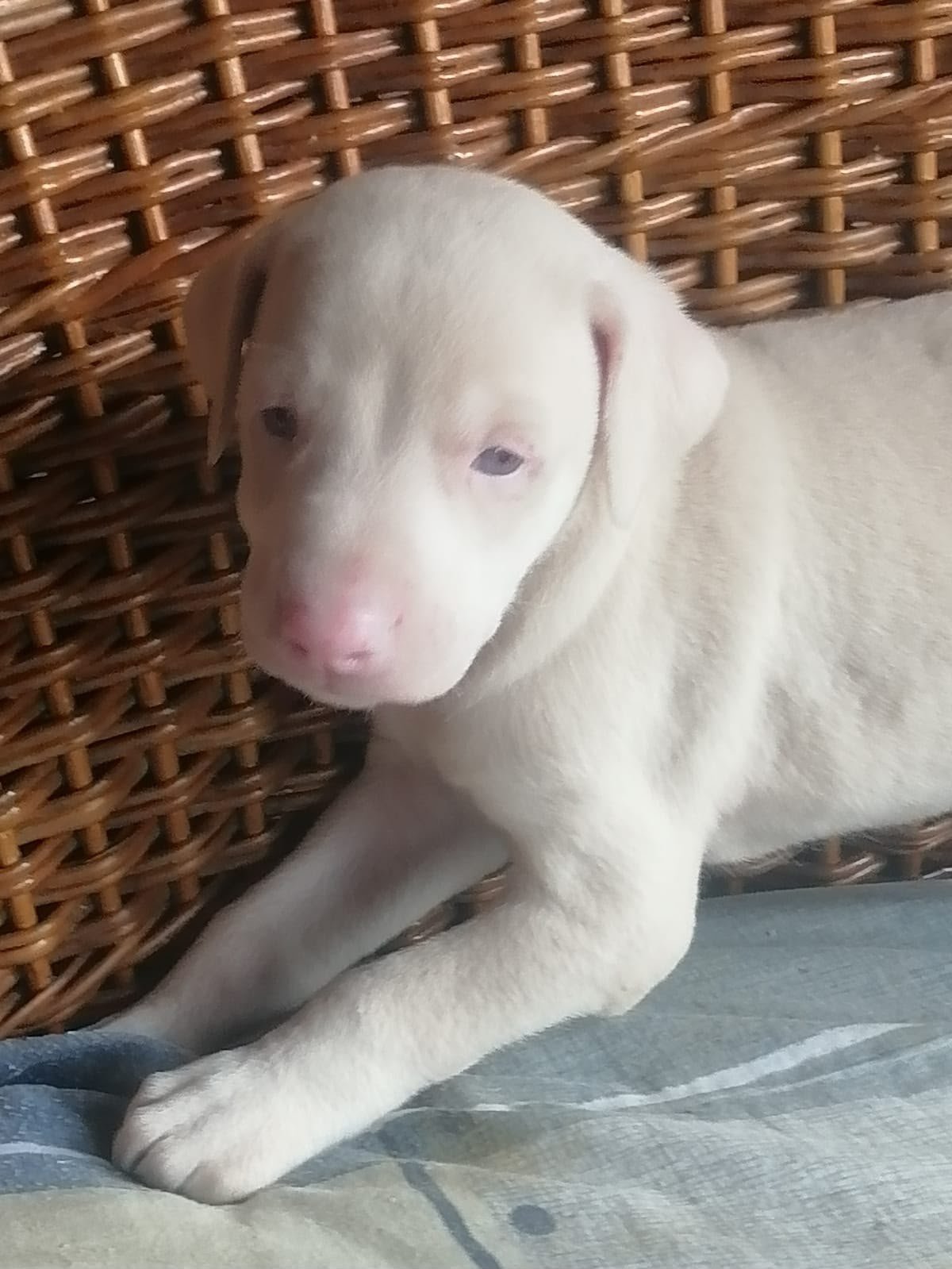 Cachorro Doberman albino macho de la camada del 25 de septiembre de 2026