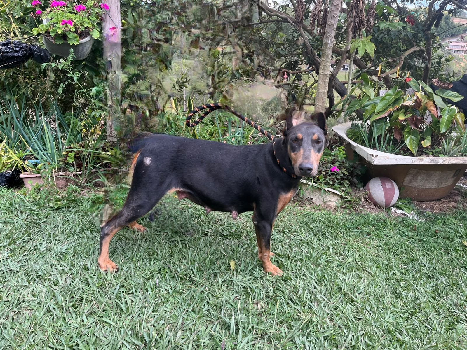 Valeria madre Doberman negro fuego camada A Tu Cachorro Medellín