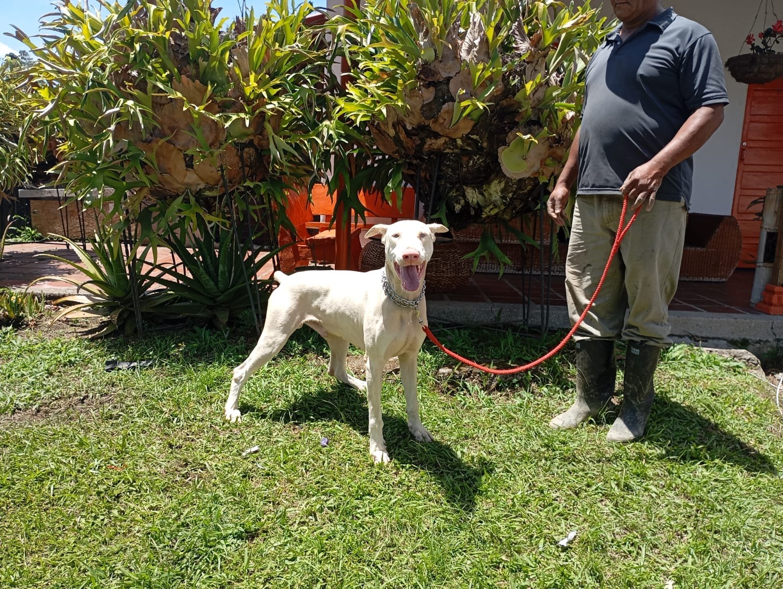 Luna madre Doberman albina camada B Tu Cachorro Medellín