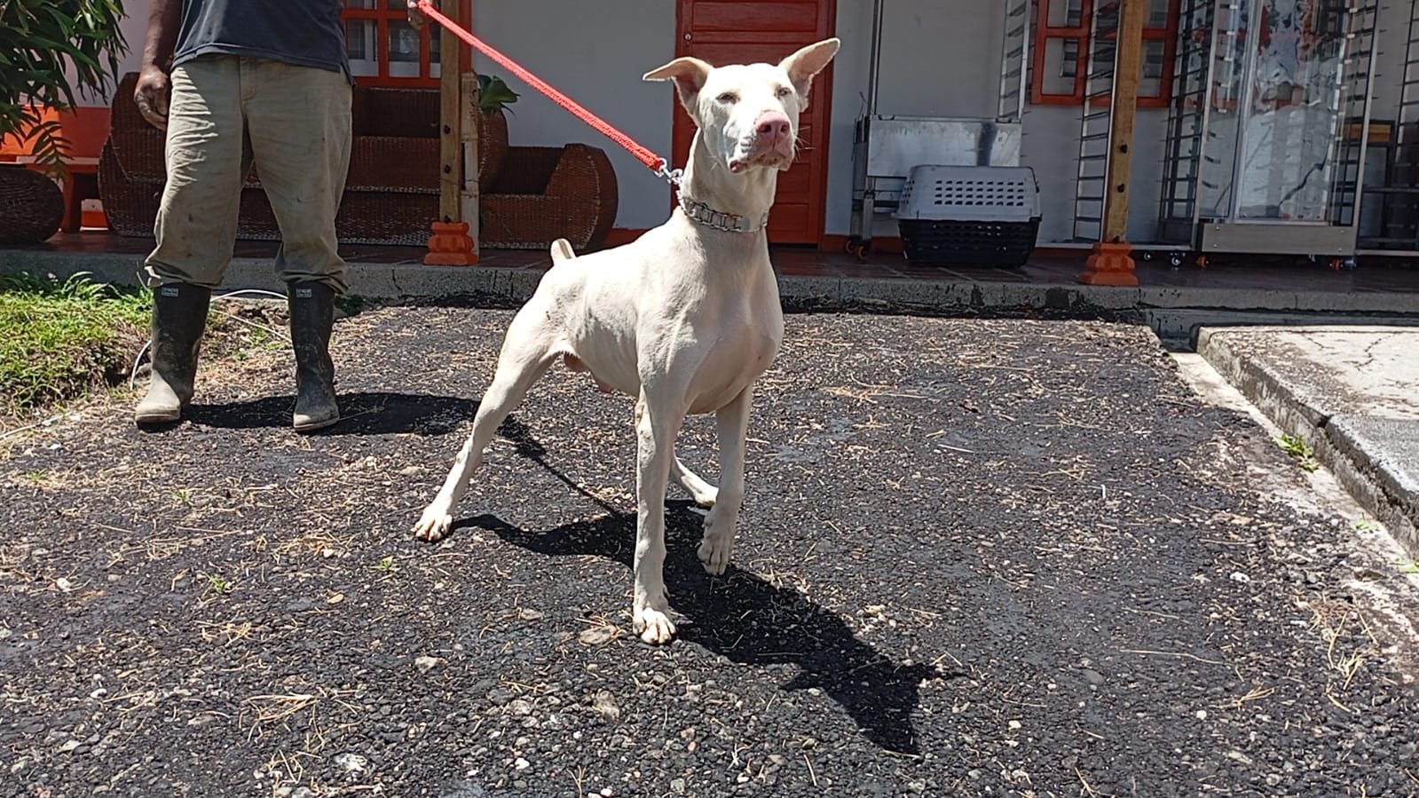 Atlas padre Doberman albino camada B Tu Cachorro Medellín