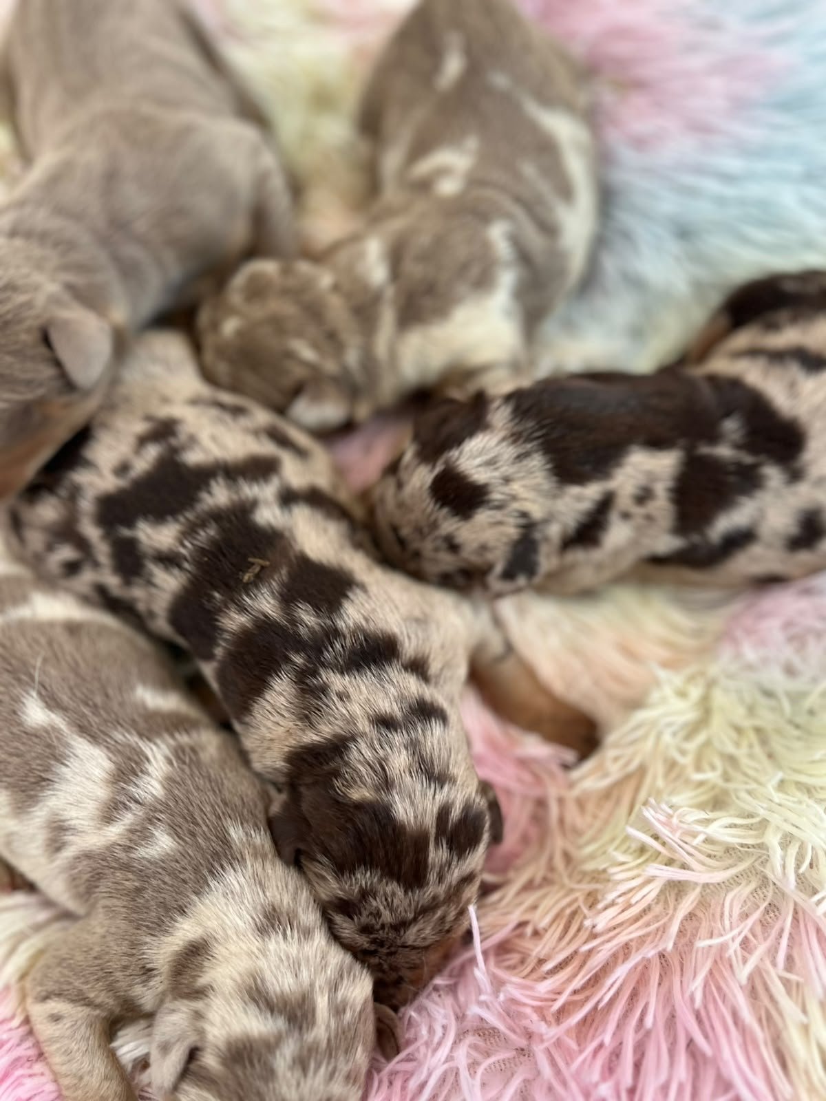 Cachorros Doberman de Tu Cachorro Medellín en sus primeros días