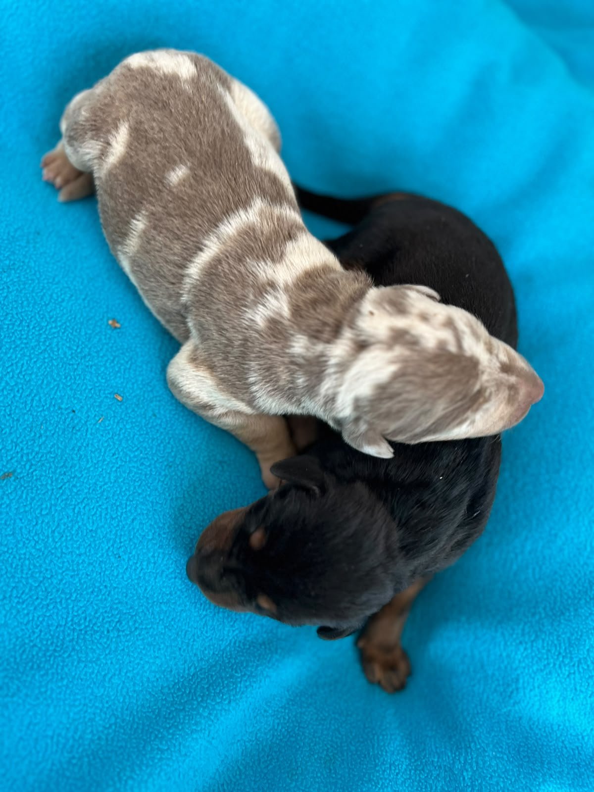 Cachorros Doberman de la camada de octubre de 2026