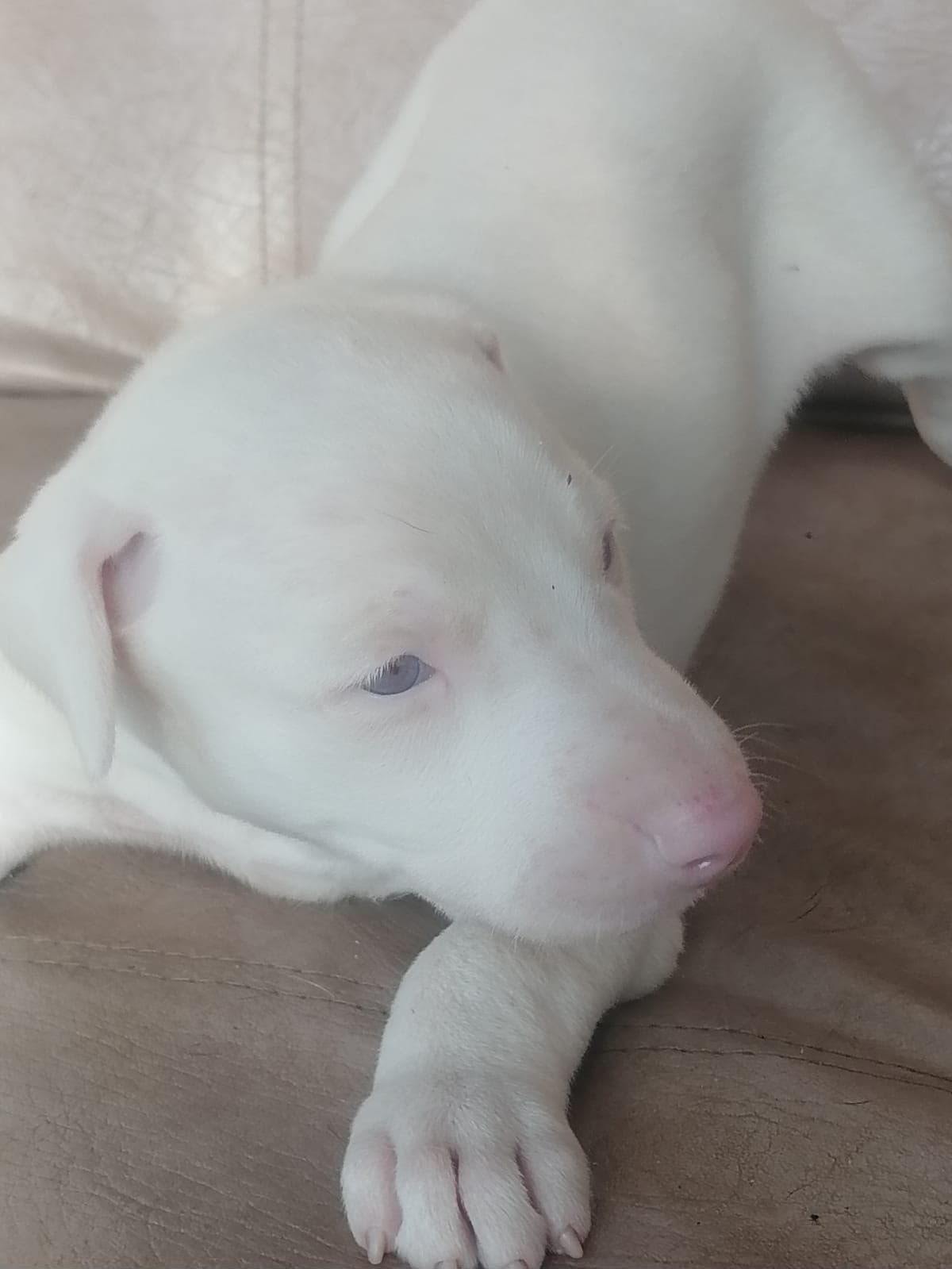 Cachorra Doberman albina de la camada del 25 de septiembre de 2026